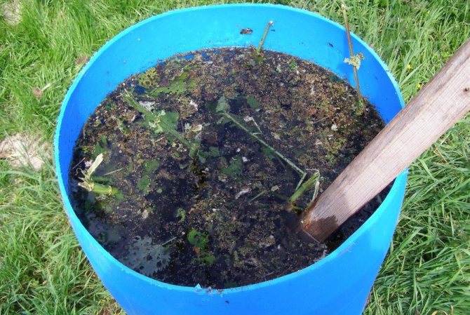 Infusion of dung, manure, nettle and sol for feeding