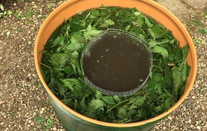 Infusion of nettle and comfrey for fertilizing raspberries