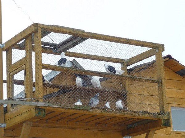 Mounted dovecote is not suitable for high-quality breeding of pigeons