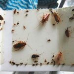 Zbavte se švábů v hostelu navždy