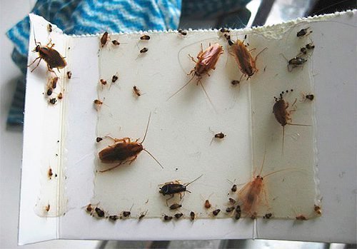 Zbavte se švábů v hostelu navždy