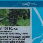 Appointment and instructions for the use of fungicide "Topaz" for grapes