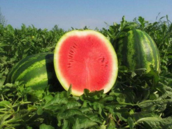 Namen von Sorten von Wassermelonen