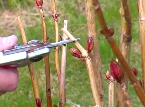 Ang Hydrangea ay hindi namumulaklak pagkatapos ng pruning