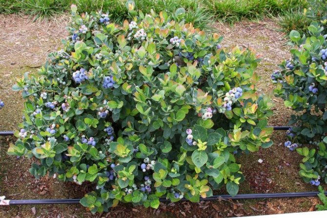 Not every soil can suit blueberries