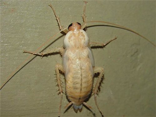 En nyligen utgjuten kackerlacka är nästan vit.