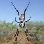 يحتل Nephila Gold Spider المرتبة الأخيرة في الترتيب بين العناكب الكبيرة