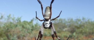 Păianjenul de aur Nephila ocupă ultimul loc în clasament printre păianjenii mari