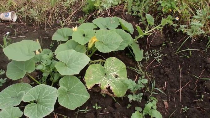 Some plants, such as pumpkin, take well fertilization with pig manure.