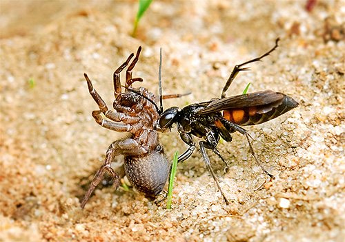 Unele specii de viespi vânează păianjeni