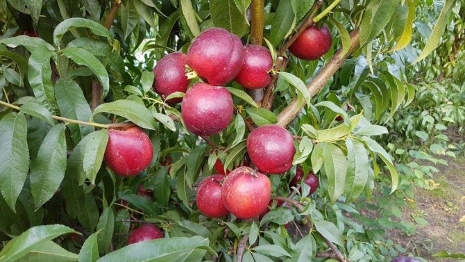 Nectarines on a branch