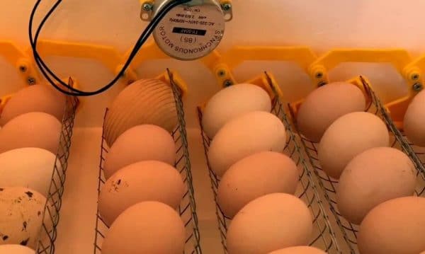 Du kan inte lägga ett ägg på ett ägg! Eftersom temperaturen kommer att flyta ojämnt till dem
