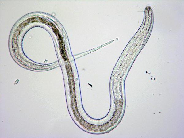 Nematode of the earth: how to fight and prevent it in the future