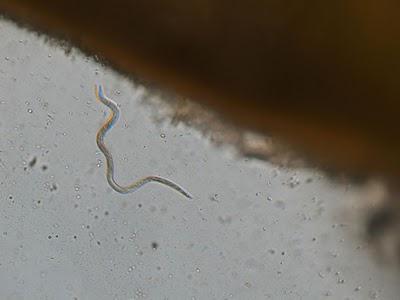 Nematode of the earth: how to fight and prevent it in the future