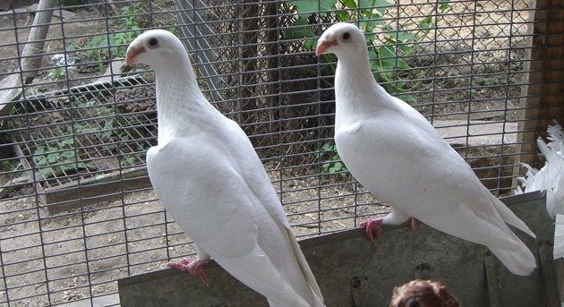 Němečtí poštovní holuby