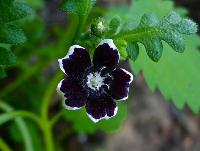 Снимка на цвете Немофила