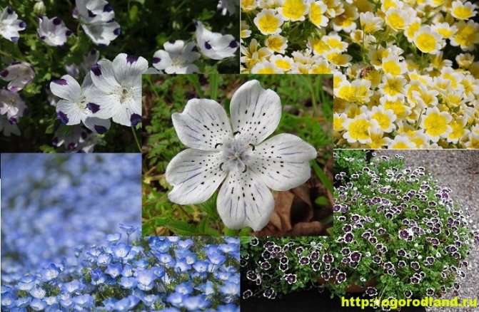 Nemophila ist eine Blumenbeetdekoration. Anbau und Sorten von Nemophila