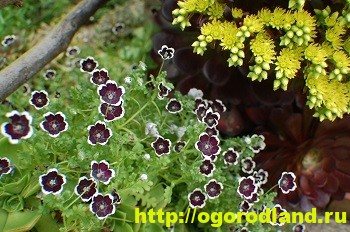 Nemophila هو زخرفة فراش الزهرة. تزايد وأنواع nemophila