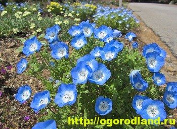 Nemophila adalah hiasan katil bunga. Tumbuh dan jenis nemophila