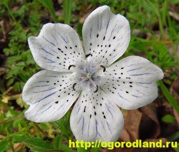 Nemophila adalah hiasan katil bunga. Tumbuh dan jenis nemophila