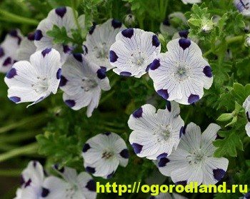 Nemophila ist eine Blumenbeetdekoration. Anbau und Sorten von Nemophila