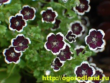 Nemophila este un decor de pat de flori. Cultivarea și soiurile de nemofila