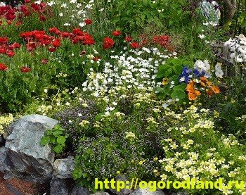 Nemophila is a flower bed decoration. Growing and varieties of nemophila