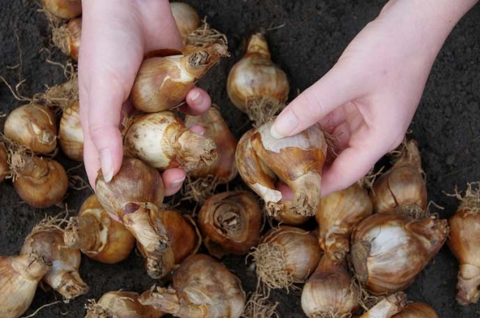 It is necessary to carry out high-quality sorting of daffodil bulbs