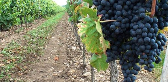 It is necessary to choose the right place for planting grapes