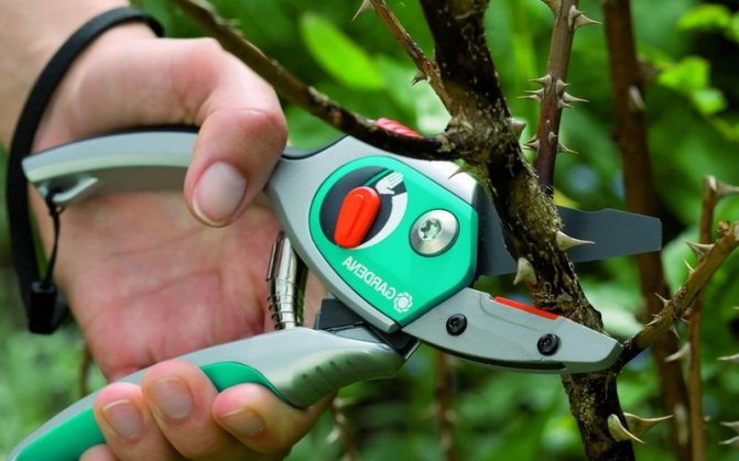 Nödvändig utrustning för beskärning av fruktträd foto