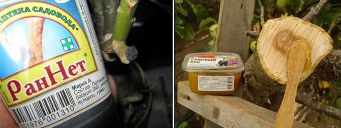 Necessary equipment for pruning fruit trees