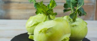 Unusual and strange-looking kohlrabi cabbage