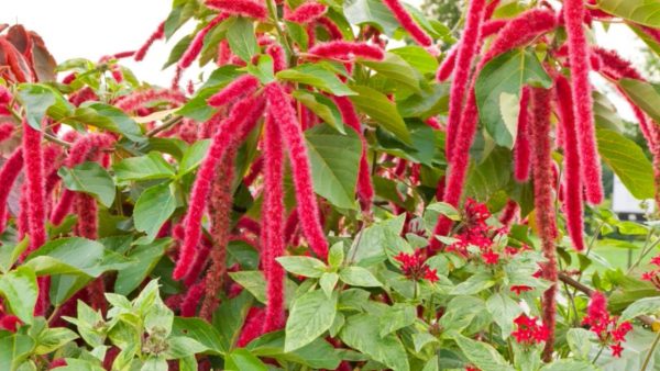 Unusual amaranth flowers will decorate any area