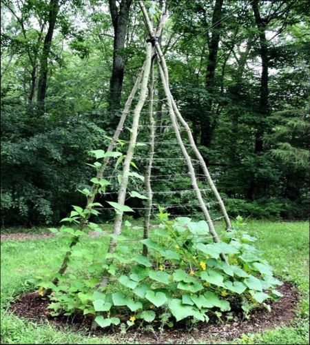 Unusual ways to grow cucumbers