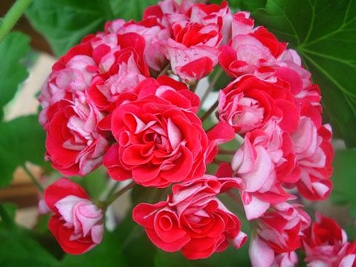 Необичаен цвят на цветята на пеларгония