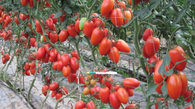 Neobvyklý rajčatový krém a jak se o něj starat