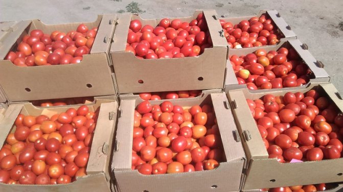 Ovanlig tomatkräm och hur man tar hand om den