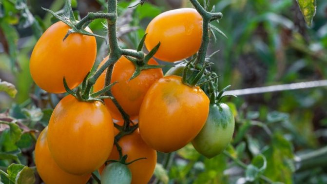 كريم الطماطم غير العادي وكيفية العناية به