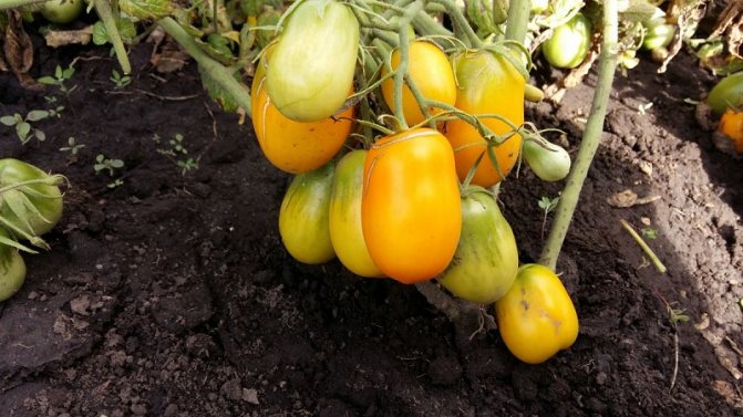 Ovanlig tomatkräm och hur man tar hand om den