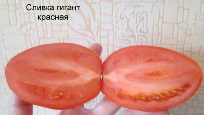 كريم الطماطم غير العادي وكيفية العناية به