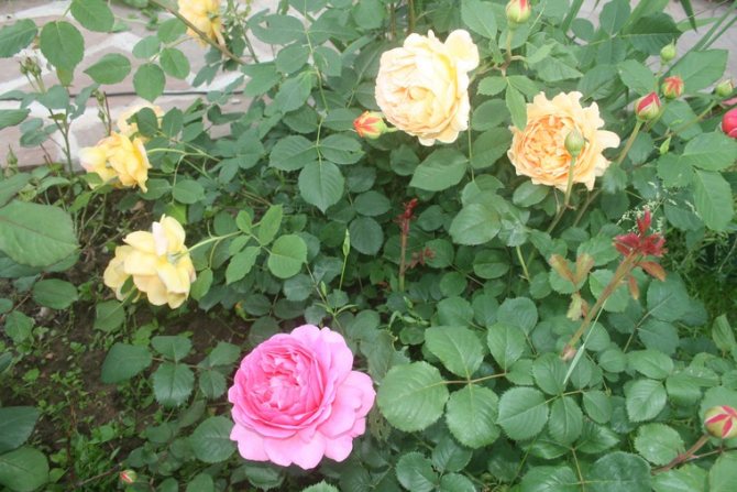 Необичайни рози от Дейвид Остин, снимка # 10