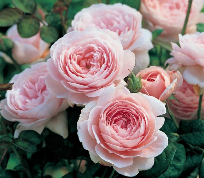Необичайни рози от Дейвид Остин, снимка # 12