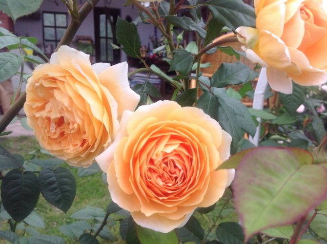 Необичайни рози от Дейвид Остин, снимка # 2