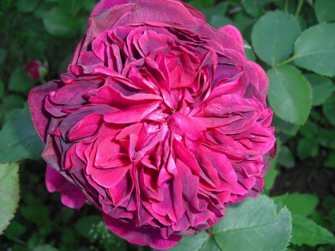 Необичайни рози от Дейвид Остин, снимка # 5