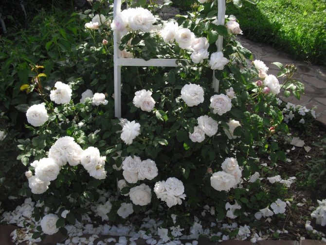 Необичайни рози от Дейвид Остин, снимка # 6