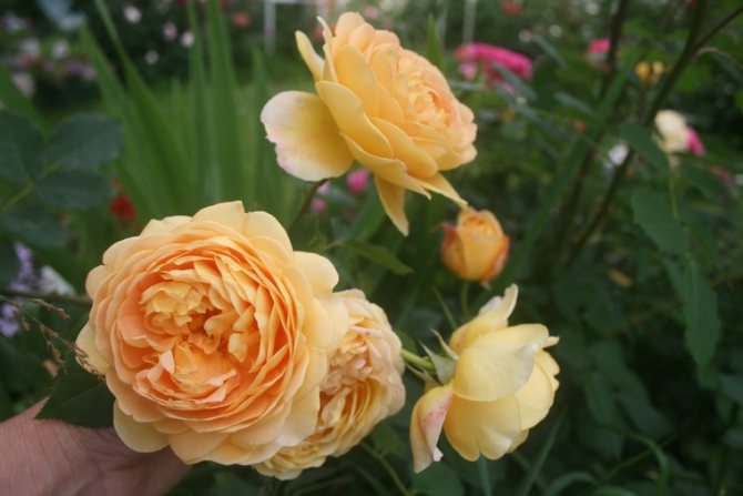 Необичайни рози от Дейвид Остин, снимка # 9