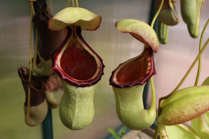Nepenthes winged Nepenthes alata