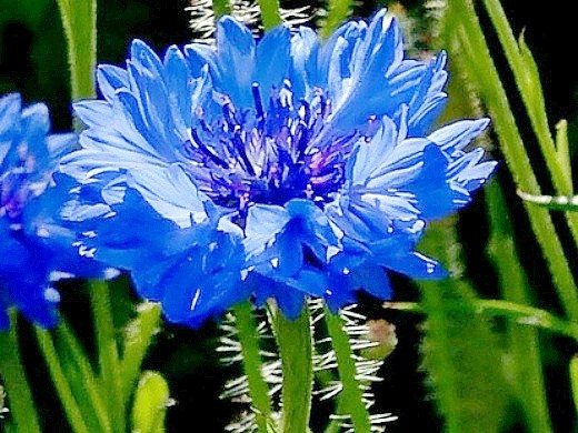 opretentiös fleråriga blommor - blåklint