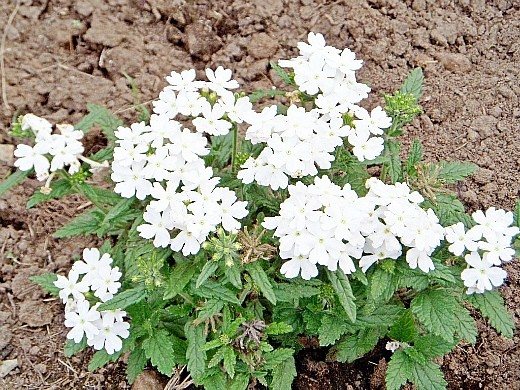 unpretentious annuals, blooming all summer - verbena, white