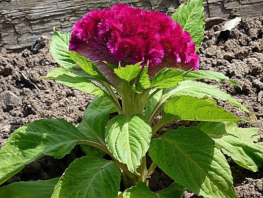 unpretentious annual flowers that bloom all summer long - comb celosia